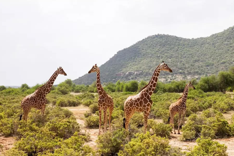 Samburu National Reserve