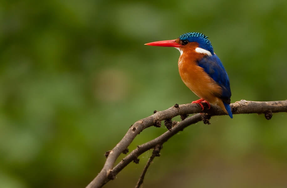 Birdwatching Kenya Safari