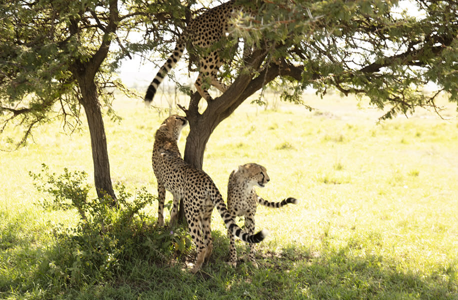 5 Days | Maasai Mara safari
