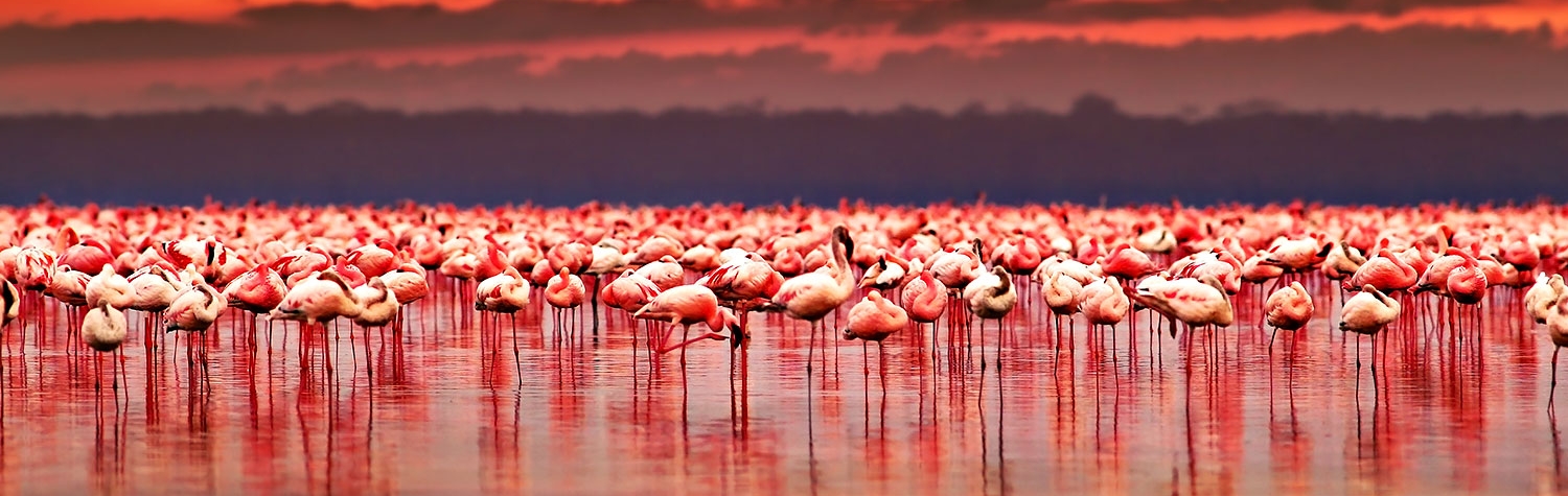 Lake Naivasha & Lake Nakuru National Park Safari