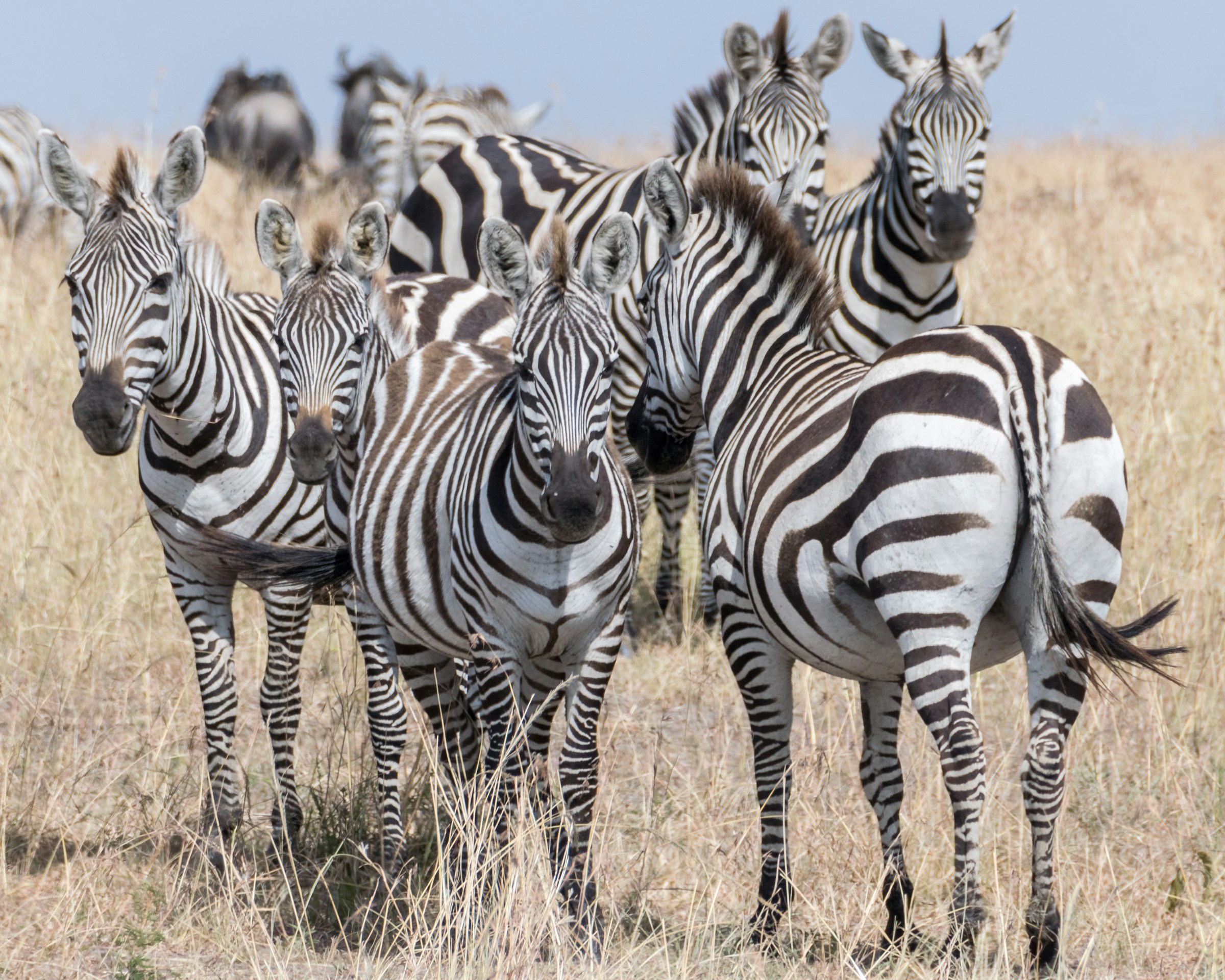 8 Days Kenya and Tanzania Luxury Safari