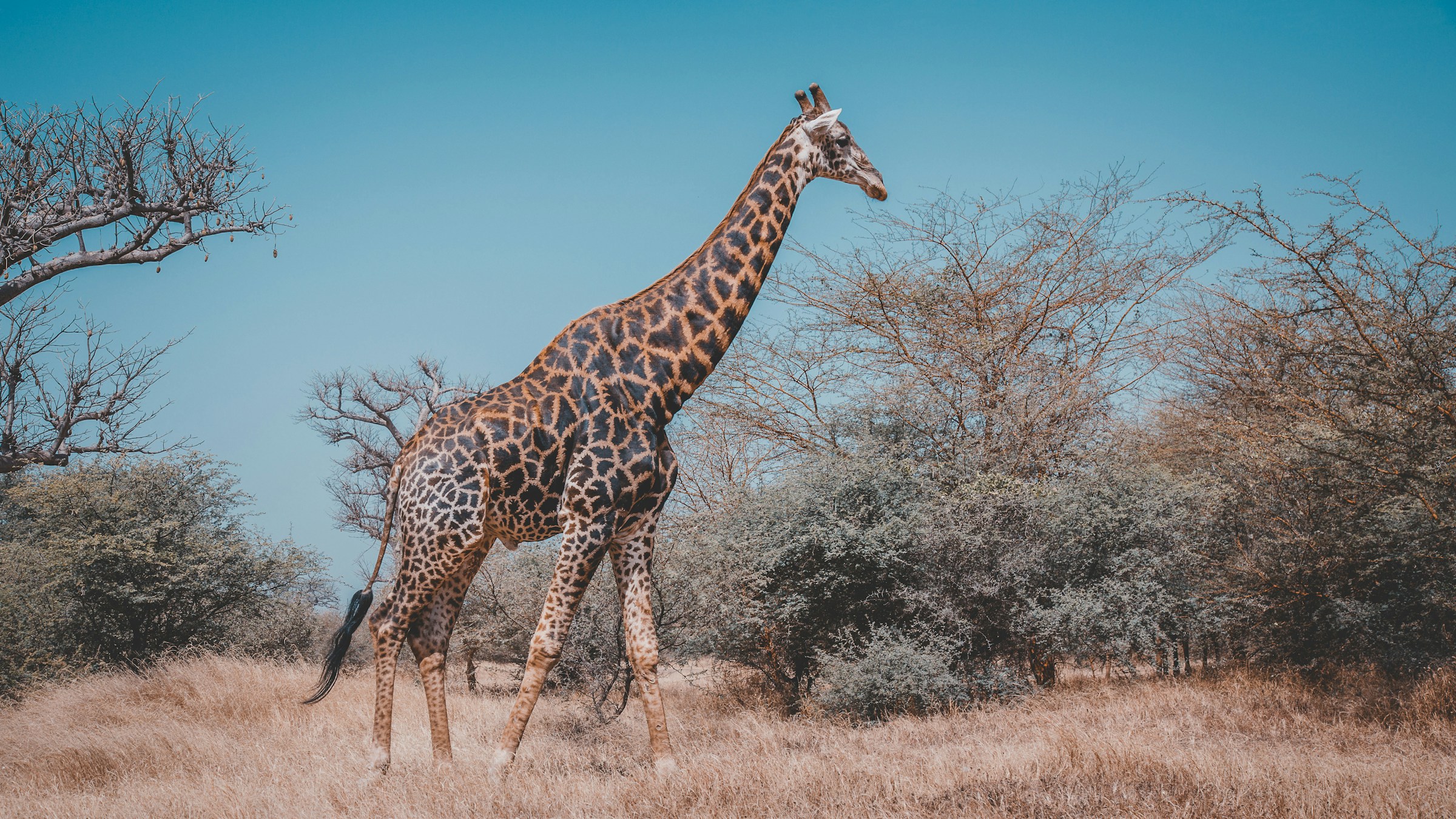 8 Days Maasai Mara Photographic Safari