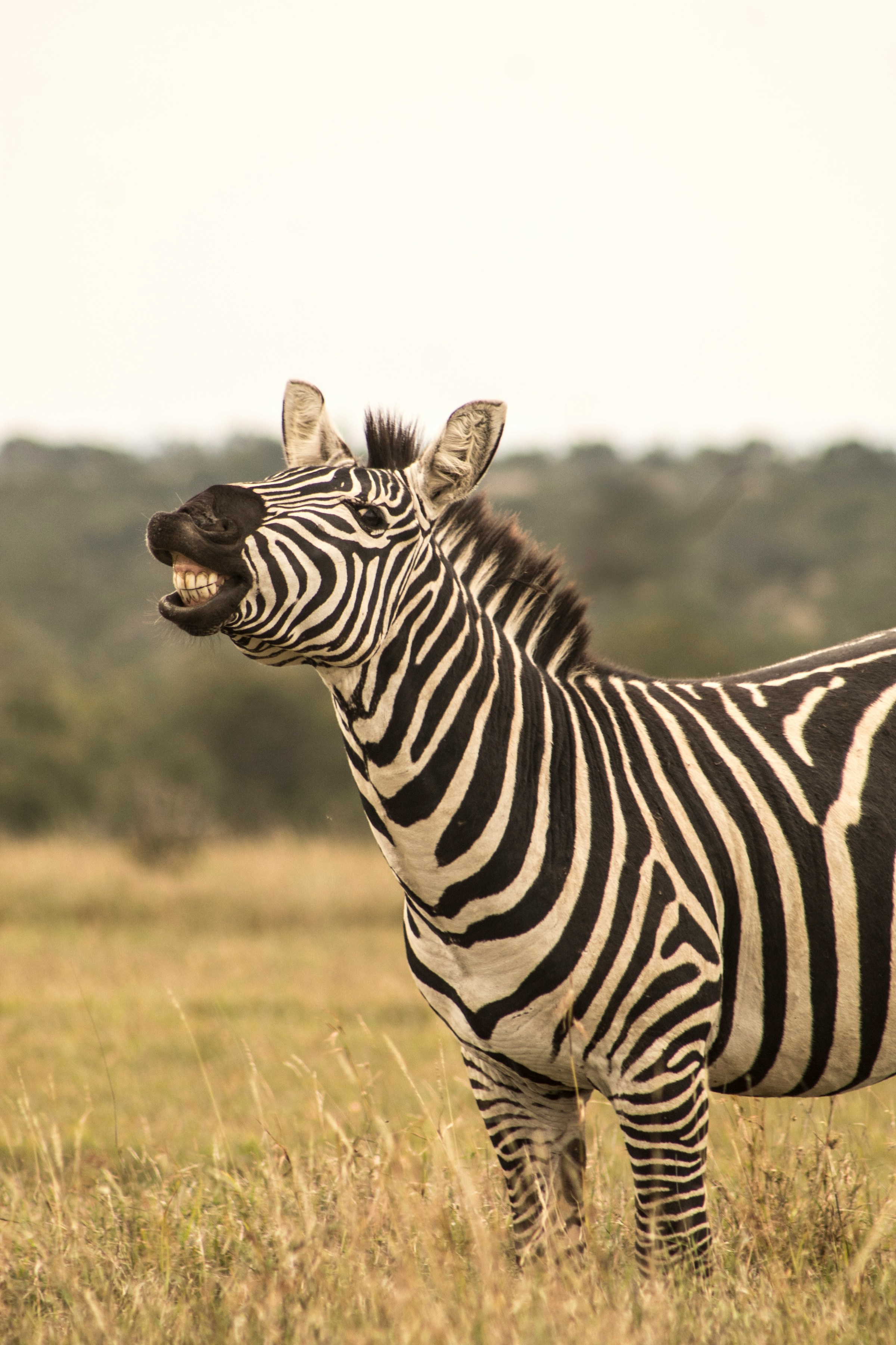 5 Days - Beach to Beach Safari