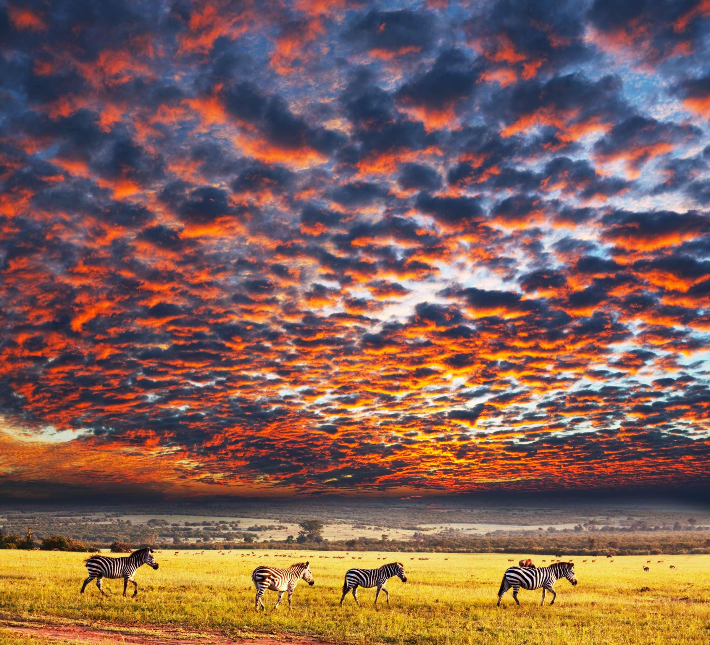 5 Days Taste of Tanzania Safari