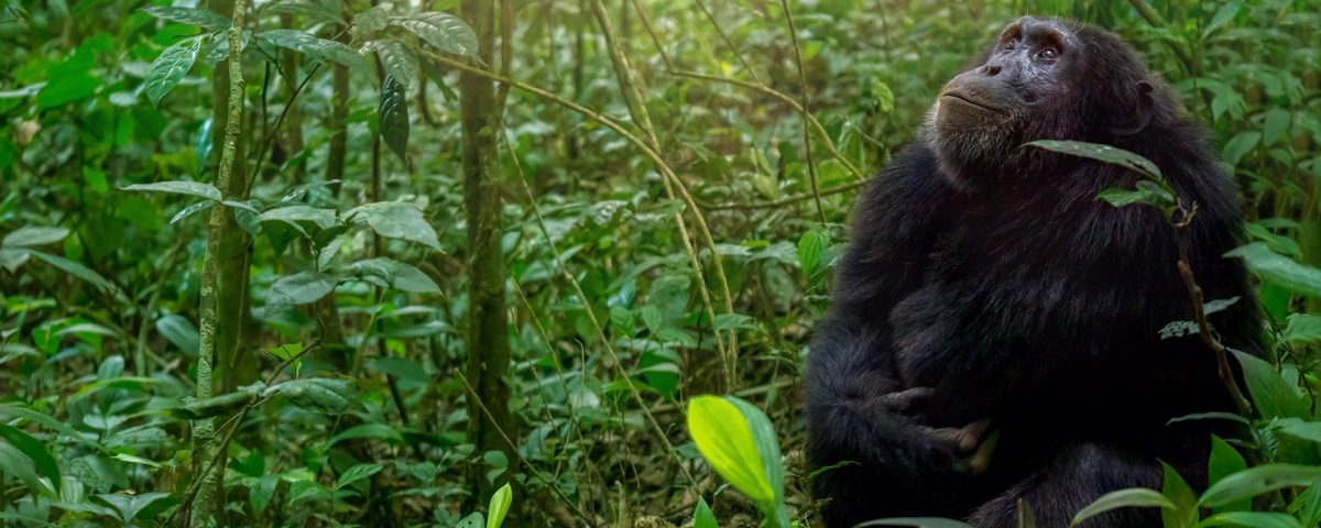 10 Day Wildlife, Chimpanzee and Gorilla Safari