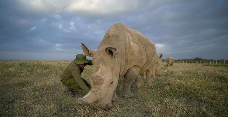 Olpejeta Conservancy Safari Day Trip