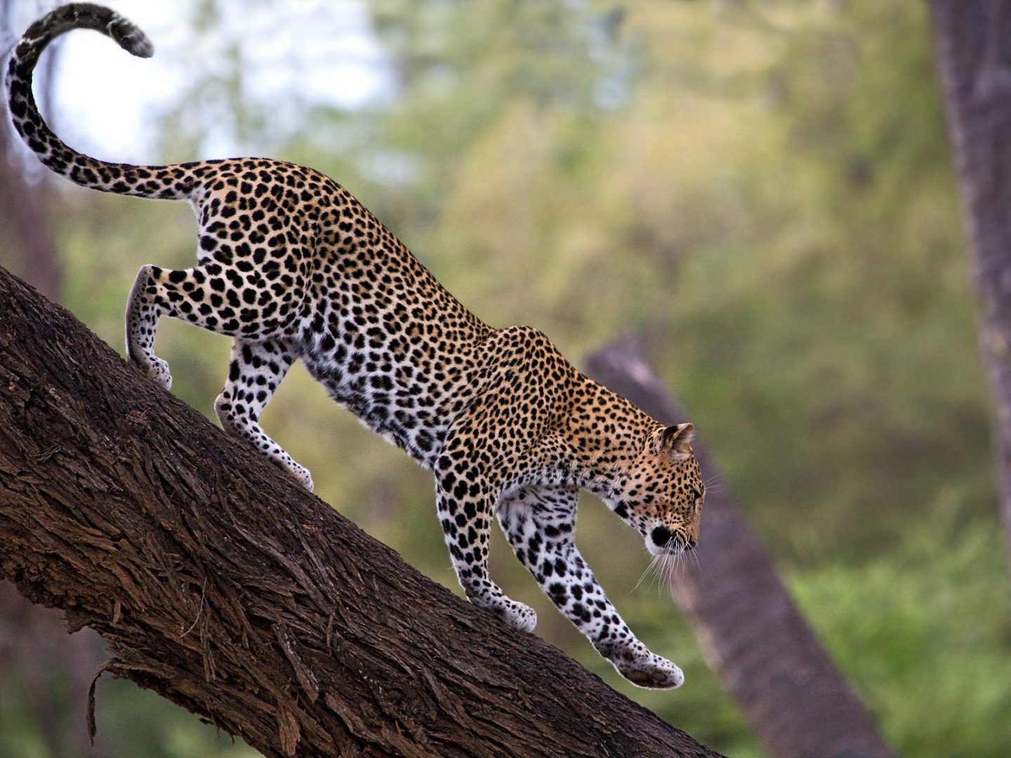 6 Days Samburu + Nakuru + Maasai Mara Safari