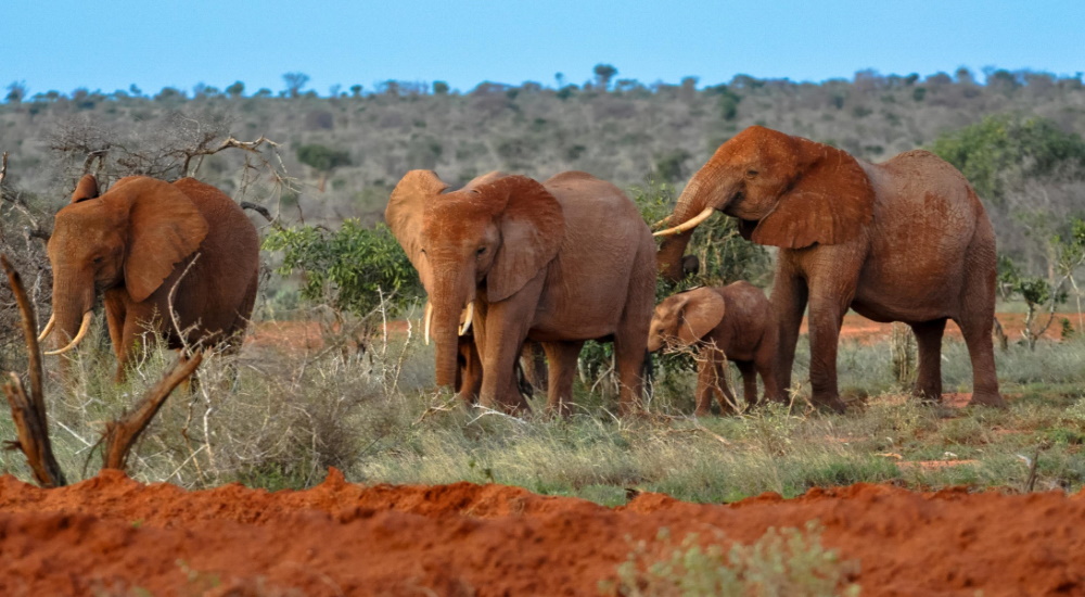 2 Day - Tsavo East Safari -From Mombasa/Diani