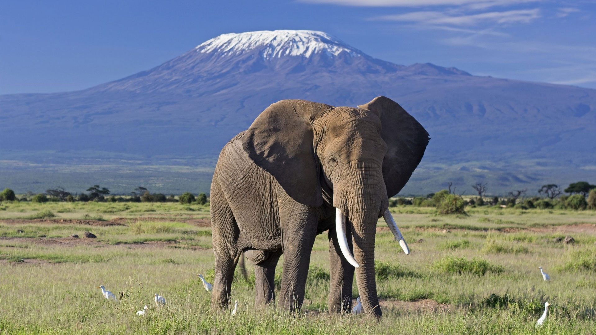 4 Days Amboseli and Tsavo West Safari