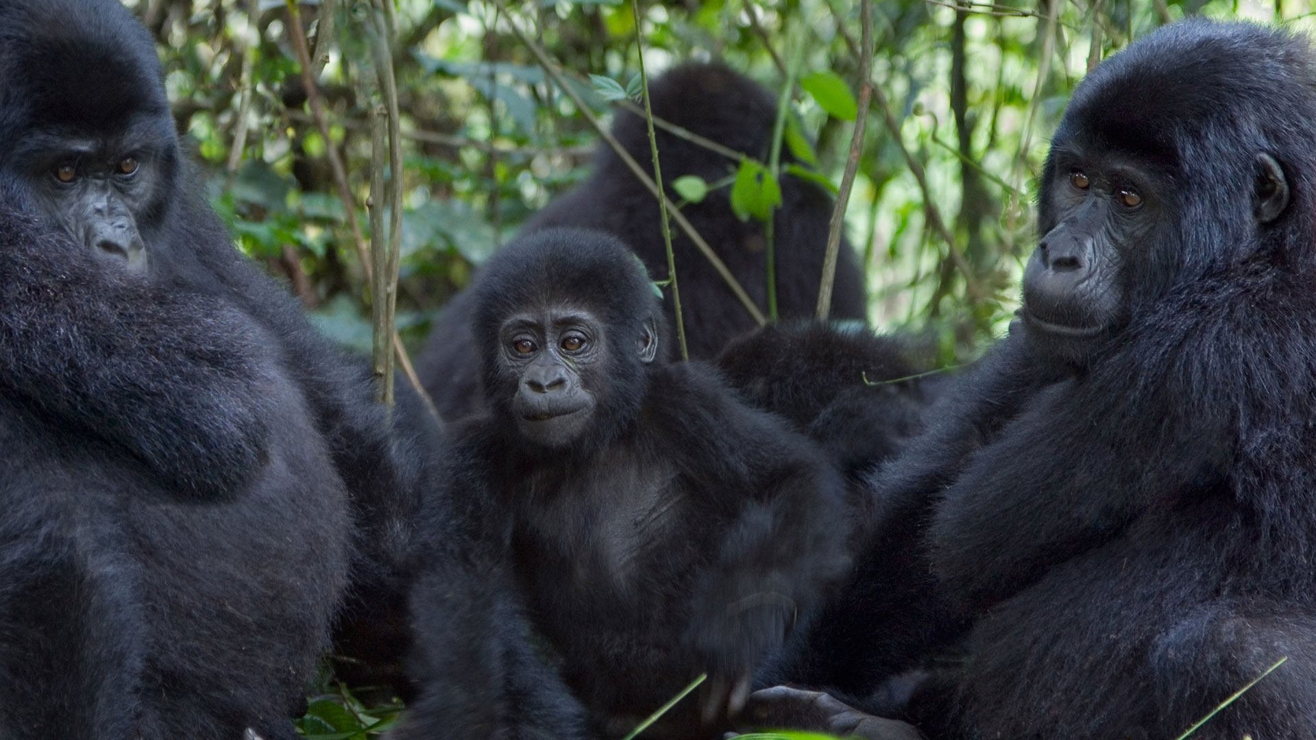 7 Rwanda and Uganda Safari - Gorilla Trekking