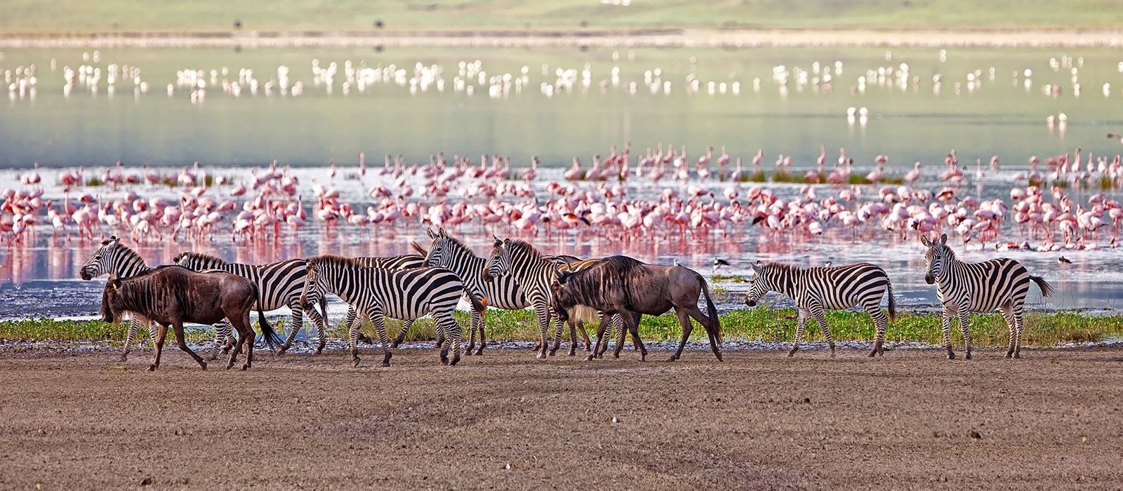 13 Day Kenya and Tanzania  Safari