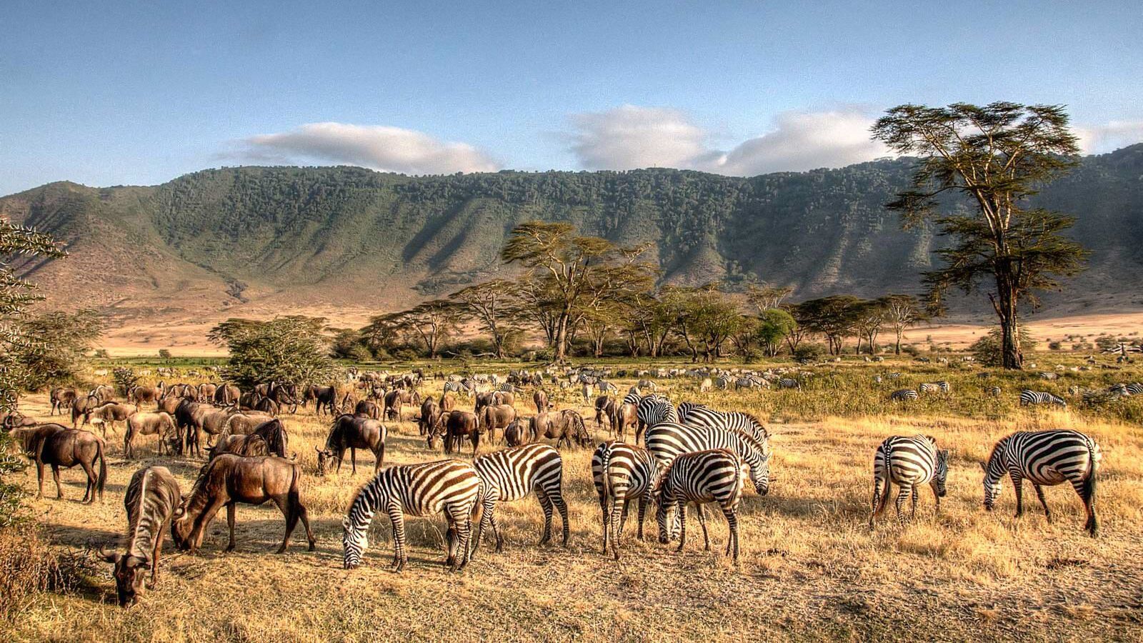 3 Day Flying Migration Safari - Serengeti